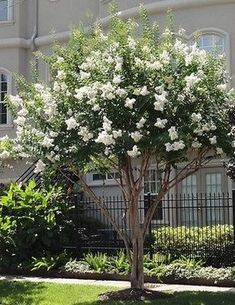 Trees For Front Yard, Cheap Landscaping Ideas, Landscaping Trees, Front Yard Design, Crape Myrtle, Have Inspiration, Front Yard Garden, Yard Design, White Gardens