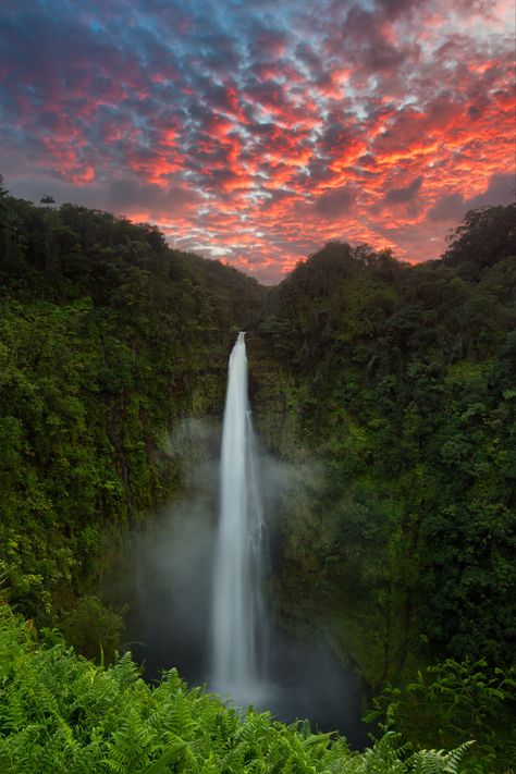 Akaka Falls is a waterfall that stands 422 feet tall, located on the east side of the Big Island. In this image, I captured the most amazing sunset I have ever seen at this location. On a random Sunday, I went there to take a few photos and relax by the waterfall, as I often do. It was a cloudy day, so when the sun went down, the sky went gray, which led me to believe that my time shooting photos was over. I packed up my camera and started looking in the bushes for Jackson Chameleons. I turned b Akaka Falls, Hawaii Waterfalls, Sky Go, Hawaii Wall Art, Hawaii Photography, Nature Colors, Rainbow Falls, Hawaii Luau, Big Island Hawaii