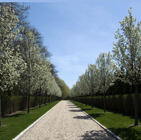 Pebble Driveway, Driveway Landscape, Gravel Driveways, Lined Driveway, Entrance Landscaping, Driveway Entrance Landscaping, Modern Garden Landscaping, Trees Landscaping, Tree Lined Driveway