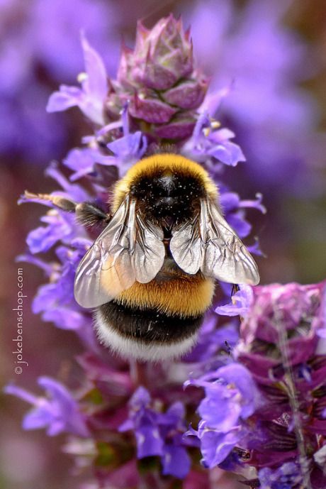 Bee Photography, Foto Macro, Humble Bee, Bee Pictures, I Love Bees, Bee Garden, Bumble Bees, Beautiful Bugs, Foto Tips