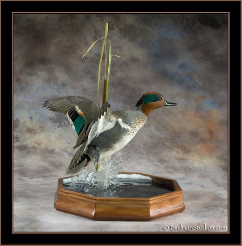 Flying green wing teal mount Teal Duck Mounts, Duck Mounts Taxidermy, Wood Duck Mounts, Taxidermy Duck, Hunting Mounts, Duck Taxidermy, Duck Mounts, Waterfowl Taxidermy, Duck Mount