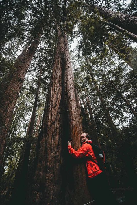 The Healing Power Of Tree Hugging - The Daily Dish Wanderlust Photography, Beautiful Places On Earth, Forest Wallpaper, Tree Hugger, Beautiful Places Nature, Beautiful Places In The World, Amazing Nature, View Photos, The Middle