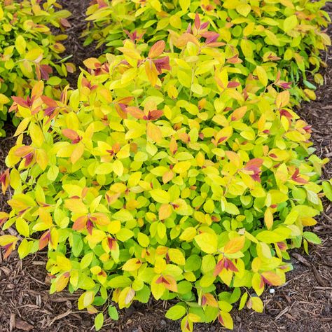 Magic Carpet Spirea, Spirea Plant, Spirea Bush, Spirea Shrub, Bridal Wreath Spirea, Cypress Mulch, Colorful Shrubs, Gardening Products, Spring Hill Nursery