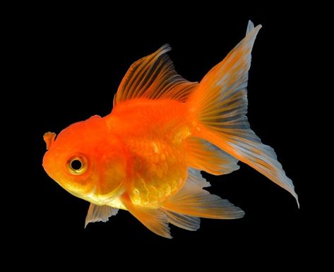 Gold fish isolated on black Premium Phot... | Premium Photo #Freepik #photo #gold #fish #animal #beauty Fish Reference, Gold Fish, Goldfish, Premium Photo, Fish, Orange, Water, Gold, Black