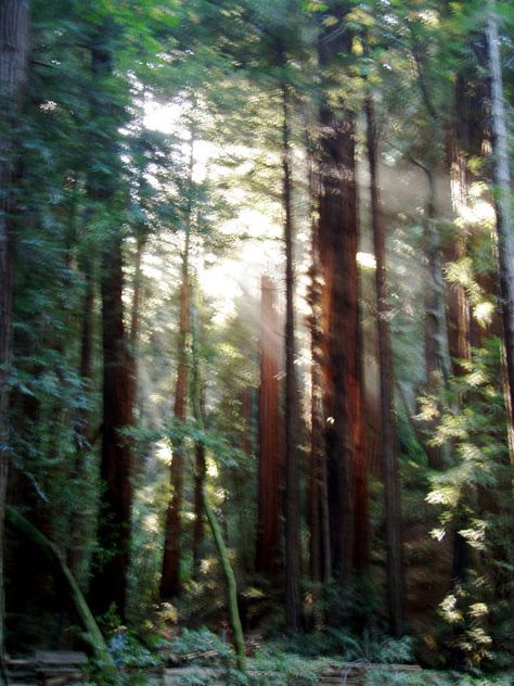 Red Wood Trees in California. Red Wood Forest, Roadtrip Vibes, Red Woods, California Redwoods, Wood Trees, Wood Forest, Red Wood, Summer Trip, Wood Tree