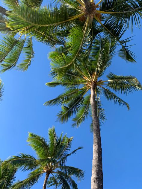 Hawaii Palm Trees, Beach Phone Wallpaper, Hawaii Aesthetic, Widget Ideas, Waikiki Beach, Pink Car, Coconut Girl, Honolulu Hawaii, Palm Angels