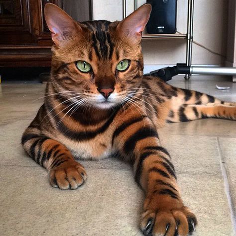 Thor le chat du Bengale est féroce et absolument magnifique Gato Bengali, Toyger Cat, Asian Leopard Cat, Hypoallergenic Cats, Rare Cats, Cat Facts, Bengal Cat, Funny Cat Pictures, Cat Care