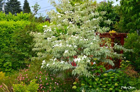 ‘Wolf Eyes’ Chinese Dogwood – Yard 'N Garden Land Pacific Dogwood, Cornus Kousa, Wolf Eyes, Front Garden Landscape, American Garden, Landscape Plants, Dogwood Trees, Garden Types, Garden Landscape