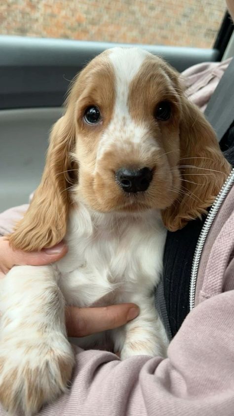 Dogs Cocker Spaniel, Cute Cocker Spaniel Puppies, Ginger Cocker Spaniel, Baby Cocker Spaniel Puppies, Cocker Spaniel Full Grown, Cocker Spaniel Adult, Crocker Spaniel, Dogs Spaniel, Miniature Cocker Spaniel