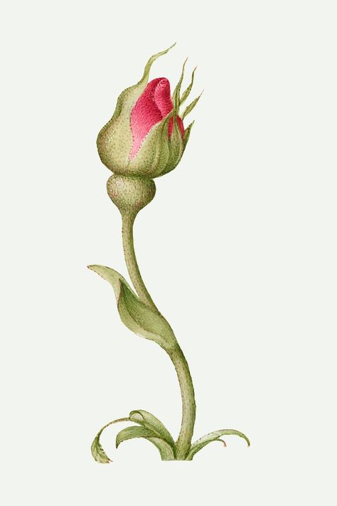 Red rose flower bud vector hand drawn | free image by rawpixel.com / Aom Woraluck Vintage Plants, Rose Sketch, Free Illustration Images, Rose Illustration, Antique Artwork, Red Rose Flower, Illustration Vintage, Flower Bud, Vector Hand