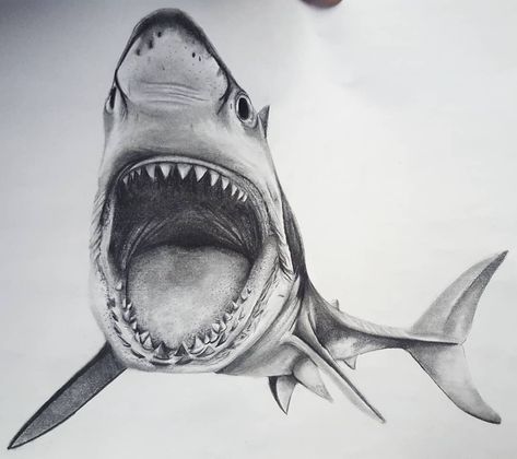 Tiffany Jo on Instagram: “Sharky #shark #realismshark #realism #sharkportrait #pencil #pencildrawing #sharkdrawing #art #drawing” Megladon Shark Drawing, Ocean Creatures Art, Hai Tattoo, Leopard Shark, Shark Drawing, Sharks, Megalodon Shark, Mouth Drawing, Shark Pictures