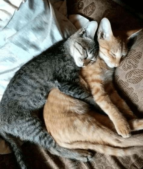 Weekend Cuddle Puddle: 16 Pics Of Cute And Cuddly Cats And Kittens Getting Some Weekend Snuggles In Cuddle Puddle, Kitten Cuddle, Cuddly Cats, Cat Cuddle, Cute And Cuddly, Cat Stories, Cuddly Animals, Cat Help, Cat Facts