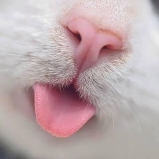 Like, look at this little mouth that basically matches that little nose. | 20 Ridiculously Cute Cat Mouths Cat Mouth, Weird Animals, Pet Care, Cute Cat, Animal Lover, Cat Lovers, We Heart It, That Look, Look At