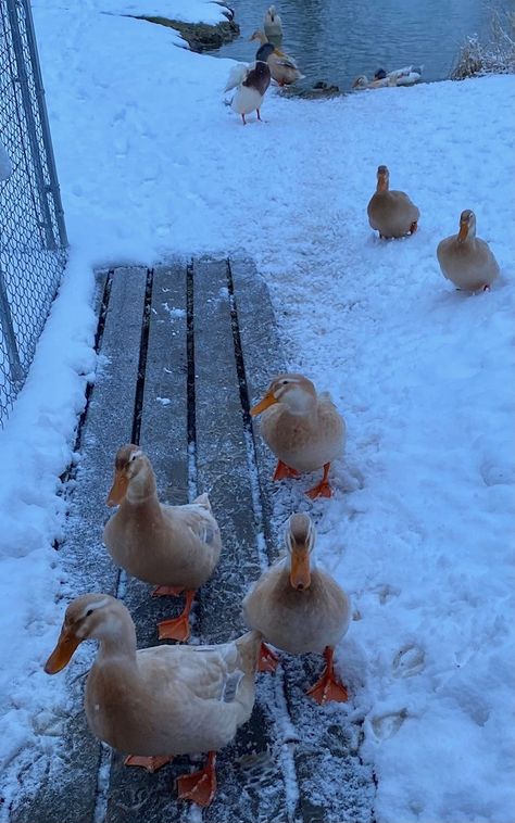 Pet Ducks Indoor, Saxony Ducks, Abc Dates, Farm Ducks, Ducks And Chickens, Duck Farm, Meal Worms, Duck Farming, Raising Ducks