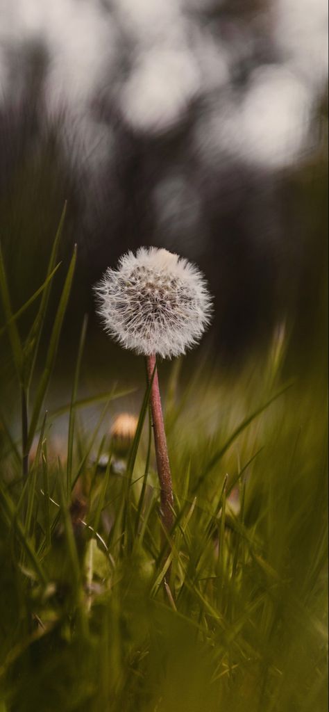 Dandelion Wallpaper Iphone, Dandelion Wallpaper, Blurred Background Photography, Iphone11 Pro, Alone Photography, Dandelion Flower, Background Photography, Best Iphone Wallpapers, Beautiful Locations Nature