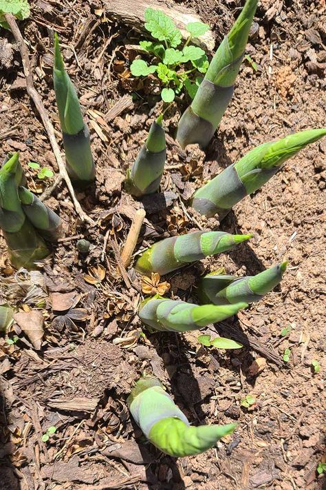 How to Transplant Hostas | Gardener’s Path How To Transplant Hostas, When To Transplant Hostas, Transplanting Hostas, Transplant Hostas, Hosta Flower, Hosta Care, Plants That Repel Bugs, Raised Gardens, Drought Tolerant Perennials