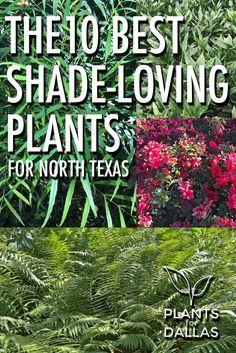 10 Best Shade-Loving Plants for North Texas -  suggested list of 10 landscape plants that thrive in shade gardens. Ditch Landscaping, Shade Loving Plants, Texas Landscaping, Texas Plants, Texas Native Plants, Backyard Shade, Shade Gardens, Landscape Plants, Texas Gardening