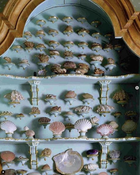 Shell Shelf, Massimo Listri, Bedroom Board, Seashell Display, Cabinet Of Curiosity, Shell Display, Polymer Flowers, Coral Art, Element Water