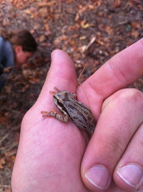 Tree Frog Habitat, Pacific Tree Frog, Dumpy Tree Frog, Gray Tree Frog, Frog Food, Frog Habitat, Frog Tank, Whites Tree Frog, Pacific Green