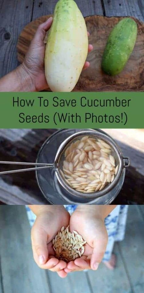 How To Save Cucumber Seeds (With Photos!) Cucumber Seeds Saving, Harvesting Cucumber Seeds, How To Save Cucumber Seeds, Saving Cucumber Seeds, How To Save Tomato Seeds, Cucumber Seeds Starting, How To Grow Cucumbers From Seeds, How To Save Seeds From Vegetables, Cucumber From Seed