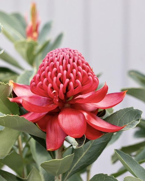 Introducing Telopea Shady Lady Crimson: a resilient hybrid Waratah bursting with stunning blooms every spring. Perfect for effortless garden charm and container bliss. . . . . #shadyladycrimson #waratah #proteaceae #protea #flowerstagram #flowersofinstagram #plantsofinstagram #flowers #proteaflora Flower Prompts, White Waratah Flower, Protea Garden, Native Hibiscus Australian, Australian Botanicals, Waratah Flower, Pink Ice Protea, King Protea Flower, Australian Nature