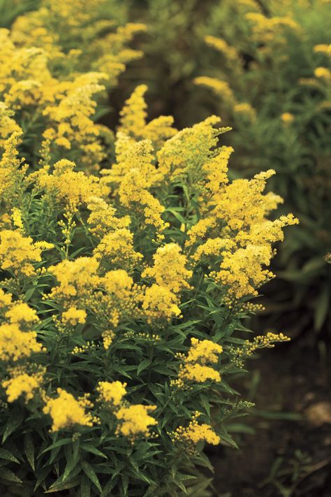 5 Grumpy-Approved Fall Flowers Not Named Mum | Southern Living Mailbox Flowers, Autumn Sage, Potted Mums, Plants That Attract Butterflies, Attract Butterflies, Fall Plants, Autumn Garden, Mellow Yellow, Blooming Flowers