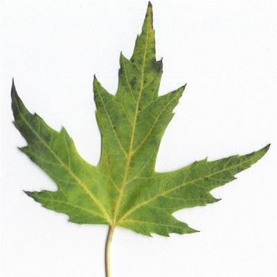 Differences Between Hard Maple and Soft Maple | The Wood Database Maple Tree Leaf, Silver Maple Tree, Wire Leaf, Plant Reference, Garden Landscaping Backyard, Silver Maple Leaf, Nature Elements, Leaves Art, Plant Identification