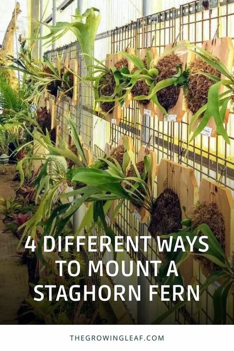 Transform Your Space with Staghorn Fern Mounting Techniques! 🌿 Explore 4 creative ways to mount these unique ferns, enhancing your decor and mimicking their natural habitat. From plaques and trees to rocks and wire frames, discover step-by-step guides for each method. Click the link to unlock the secrets of successful staghorn fern mounting. #StaghornFerns #PlantMounting #IndoorPlants #DIYDecor Staghorn Ferns Ideas, Staghorn Fern Display Ideas, Stag Fern Mount, Staghorn Fern Mount Ideas Wall Art, Staghorn Mounting Ideas, Elk Horn Fern Mount Ideas, Staghorn Fern Mounting Ideas, Mounting A Staghorn Fern, Stag Horn Fern Hanging