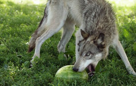 Wolf Eating A Watermelon Creates A Stir On The Net - Gallery Wolf Eating, Wolf Therian, Wolf Photography, Watermelon Party, Wolf Photos, Wolf Spirit Animal, Timber Wolf, Wolf Wallpaper, Wild Wolf