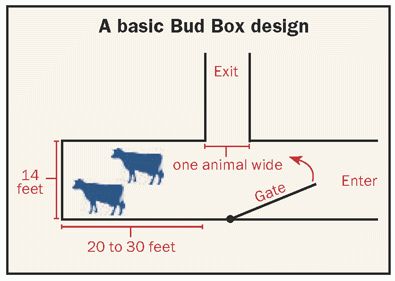 Cattle Facility, Cattle Corrals, Livestock Barn, Cattle Barn, Cow Pasture, Raising Cattle, Dairy Cattle, Beef Cattle, Cattle Ranching