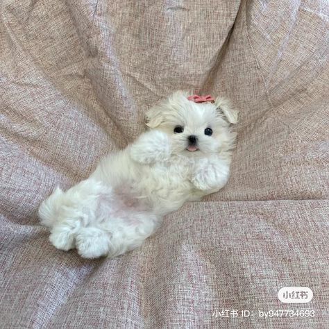 Friends Cute Pictures, Goofy Animals, Puppy Aesthetic, Teacup Maltese Puppies, Puppy Photography, Teacup Maltese, Love Me Better, Maltese Puppies, Friends Cute