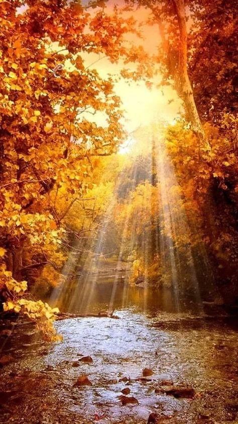 Autumn Gardening, God's Light, Cellphone Background, Autumn Sunset, Fall Garden, Autumn Scenes, Best Image, Autumn Scenery, Fall Pictures