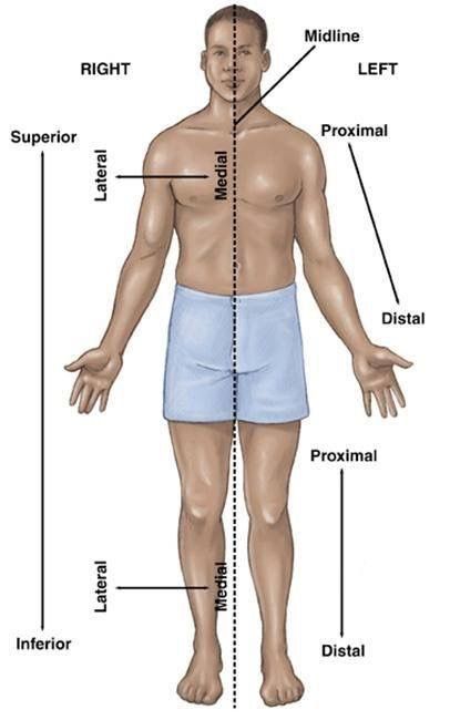 Anatomical Positions Anatomical Position, Anatomi Dan Fisiologi, Emt Study, Nursing Information, Basic Anatomy And Physiology, Nursing School Survival, Nursing School Studying, Nursing School Notes, Human Anatomy And Physiology