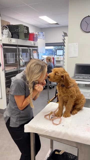 Tess the Vet Nurse on Instagram: "Professional crazy dog lady 🤎🐾🩺 #vetnurse" Veterinarian Career, Worker Aesthetic, Vet School Motivation, Vet Tech School, Vet Technician, Vet Nurse, Life After High School, Veterinary School, Medical School Life