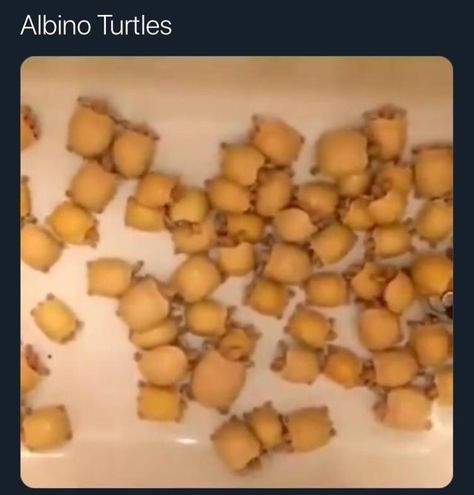 Forbidden Snacks, Kawaii Turtle, Pizza Roll, Turtle Habitat, Creamy Tomato Soup, Albino Animals, Honey Bbq, Crispy Fried Chicken, Tortoise Turtle