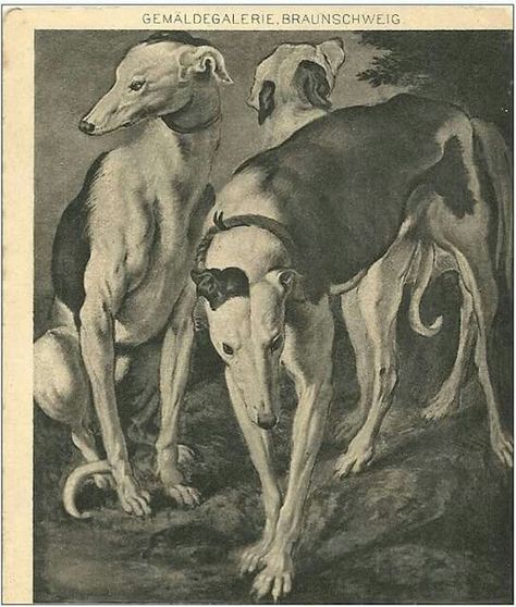 Old German Card Venus Art, Dogs Aesthetic, Greyhound Art, Canine Art, Dog Artwork, Three Dogs, Peter Paul Rubens, Grey Hound Dog, Arte Animal