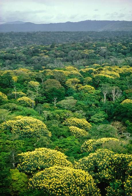 The tropical rainforest in the Congo is considered one of the last 'two big patches' of forest (Picture: Getty) Congo Rainforest, African Rainforest, Jungle Pictures, Frans Lanting, Jungle Fever, Democratic Republic Of The Congo, Dr Congo, Congo Brazzaville, Forest Pictures