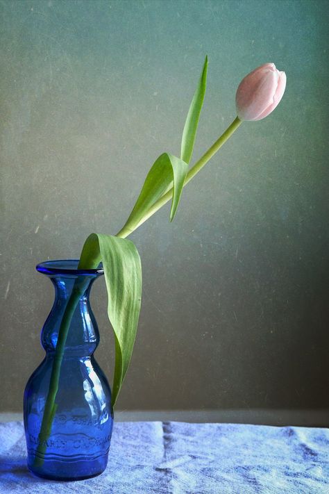 Tulips In Glass Vase, Vase Of Flowers Photography, Flower Vase Reference, Single Flower In Vase, Tulip Reference, Still Life Simple, Flower Reference Photo, Tulip In A Vase, Vase Reference