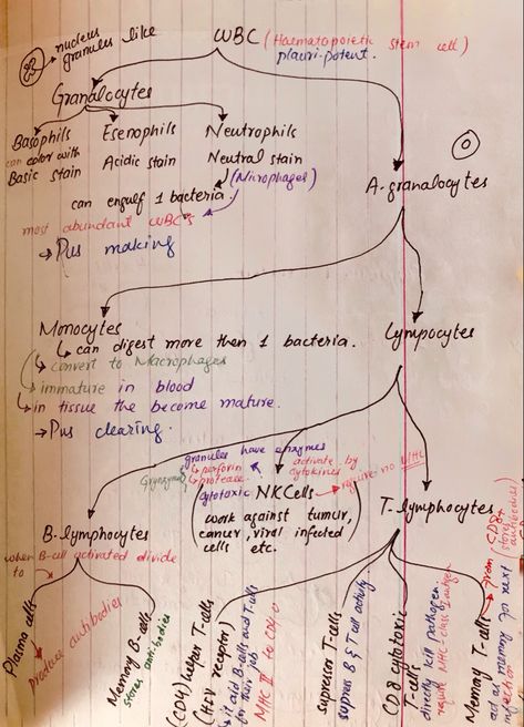 Flow chart of WBC’s Neet Flow Charts, Neutral Stain, Flow Charts, White Blood Cell, B Cell, White Blood, White Blood Cells, Blood Cells, Flow Chart