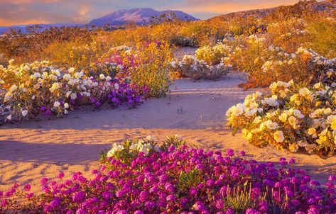 Anza Borrego, California Camping, California Desert, Desert Flowers, California Poppy, Tourist Spots, Dark Skies, Desert Landscaping, In The Desert