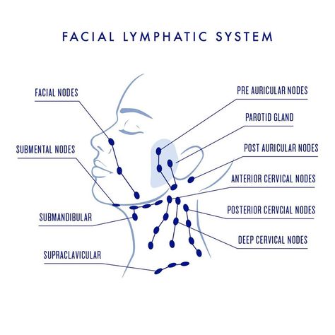 How to do Lymphatic Drainage Face Diagram, Nervus Vagus, Lymph Drainage Massage, Lymph Massage, Lymph System, Lymph Drainage, Yoga Facial, Lymph Nodes, Face Yoga