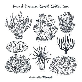 Coral Vectors, Photos and PSD files | Free Download Under The Sea Drawings, Coral Reef Drawing, Coral Tattoo, Coral Drawing, Coral Reef Color, Coral Painting, Coral Collection, Sea Creatures Drawing, Coral Reef Art