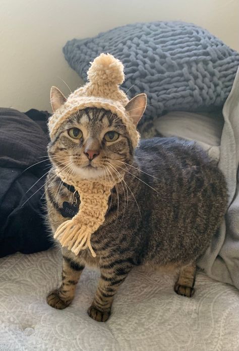 Pet Crochet Hat, Cat With Crochet Hat, Crochet Kitten Hat, Crochet Projects For Cats, Crochet Hat For Cat Pattern Free, Crochet Cat Stuff, Cat Clothes Crochet, Hat For Cat Crochet, Hat For Cats Crochet