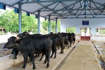 Buffalo Farm, Cow Farm Design, Poultry Farm Buildings, Cattle Facility, Cow Shed, Cow House, Farm Shed, Water Trough, Livestock Farming