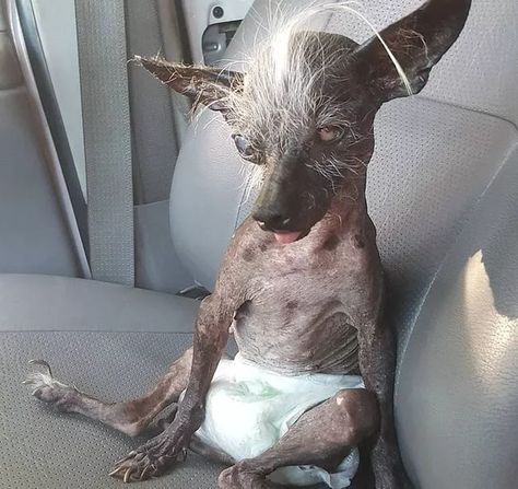 Ugliest Dog, World Ugliest Dog, Dog Contest, Old Pug, Ugly Animals, Ugly Dogs, Funny Pix, Chinese Crested, Puppy Mills