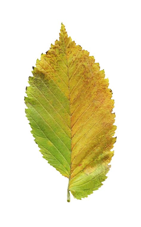 Premium Photo | One yellow leaf elm isolated asymmetry slippery elm leaf Junk Couture, Elm Leaf, Sycamore Leaf, Animation References, Yellow Leaf, Slippery Elm, Symmetry Art, Animation Reference, Yellow Leaves