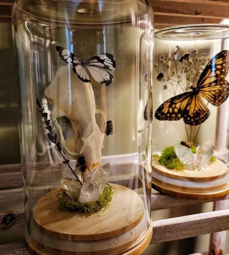 Bug Specimen Display, Butterfly Dome Display, Bee Taxidermy Art, Butterfly Specimen Display, Bug Taxidermy Art, Butterfly Display Ideas, Oddities Decor Diy, Butterfly Taxidermy Decor, Entomology Display