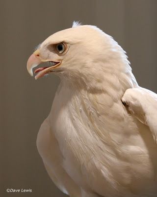 White Hawk, Animals In The Wild, What Is A Bird, White Animals, Albino Animals, Red Tailed Hawk, Animal Reference, Wild Creatures, Bird Watcher