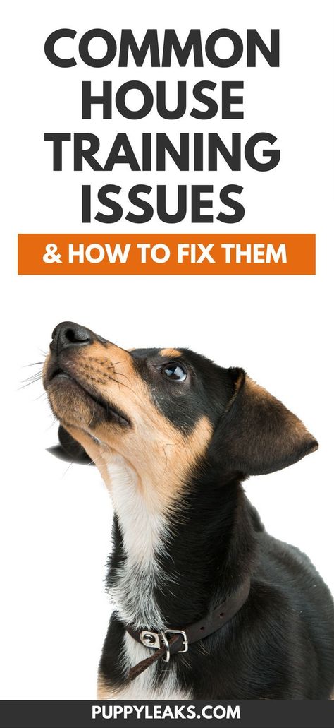 Are you having problems potty training your dog? Here's 5 common house training issues and how to fix them. From preventing your dog from having an accident while you're at work to teaching your dog how to ask when they need to go outside. #dogs #dogtraining #puppies #puppytraining #puppy via @puppyleaks Puppy Potty Training Tips, House Training Puppies, Outside Dogs, Puppy House, Dog Potty Training, Dog Potty, Potty Training Tips, Potty Training Puppy, Puppy Training Tips