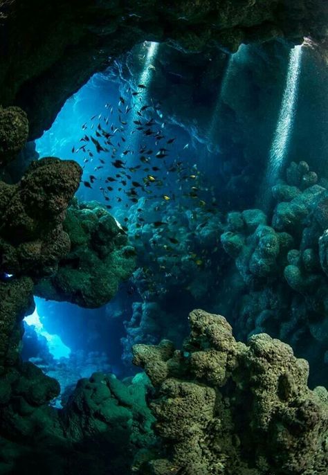 Underwater cavern; reminds my of my abstract underwater cavern. the colors and position of coral and rocks. Underwater Cavern, Red Sea Egypt, شرم الشيخ, Underwater Caves, Bawah Air, Under The Water, Cave Diving, Fish Swimming, Red Sea